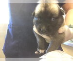 Small German Shepherd Dog Mix