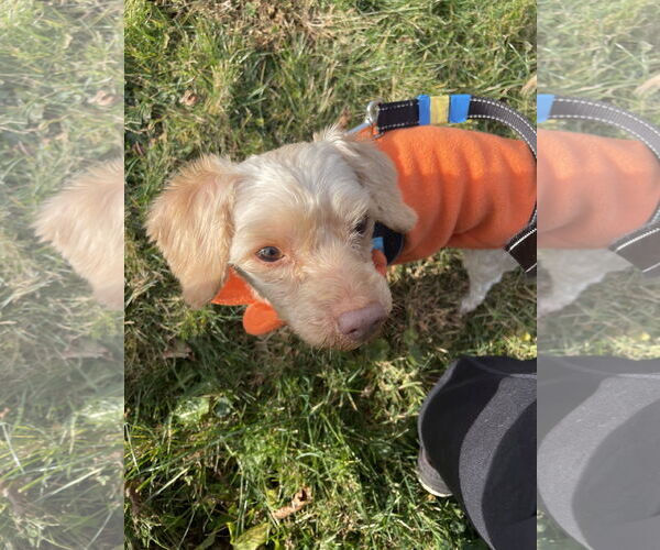 Medium Photo #9 Poodle (Miniature) Puppy For Sale in Chester, NJ, USA