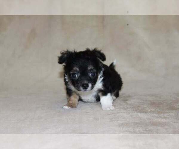 Medium Photo #20 Chihuahua Puppy For Sale in HUDSONVILLE, MI, USA