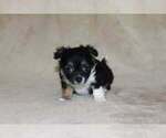 Small Photo #20 Chihuahua Puppy For Sale in HUDSONVILLE, MI, USA
