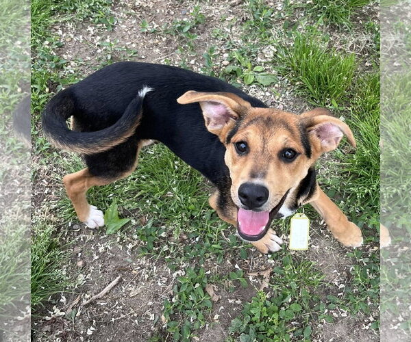 Medium Photo #6 Mutt Puppy For Sale in Mount Laurel, NJ, USA