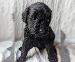 Small Photo #2 Goldendoodle Puppy For Sale in TEMECULA, CA, USA