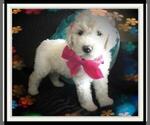 Small Photo #99 Sheepadoodle Puppy For Sale in RIALTO, CA, USA