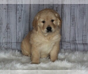 English Cream Golden Retriever-Goldendoodle Mix Puppy for sale in FREDERICKSBURG, OH, USA