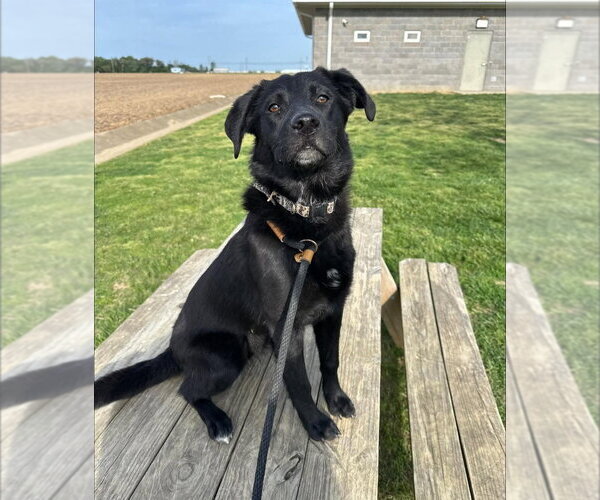 Medium Photo #2 Labrador Retriever-Unknown Mix Puppy For Sale in Evansville, IN, USA