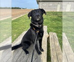 Small #1 Labrador Retriever Mix
