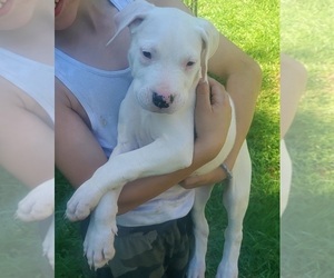Dogo Argentino Puppy for sale in BELGRADE, ME, USA