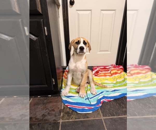 Medium Photo #11 Great Dane Puppy For Sale in SUMMERVILLE, SC, USA