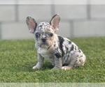 Small Photo #4 French Bulldog Puppy For Sale in N HOLLYWOOD, CA, USA