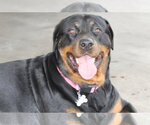 Small #1 Rottweiler