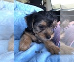 Small Yorkshire Terrier
