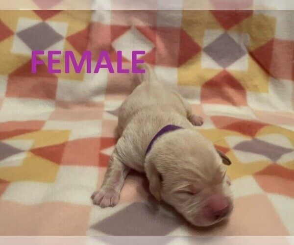 Medium Photo #6 Labrador Retriever Puppy For Sale in OLEAN, NY, USA