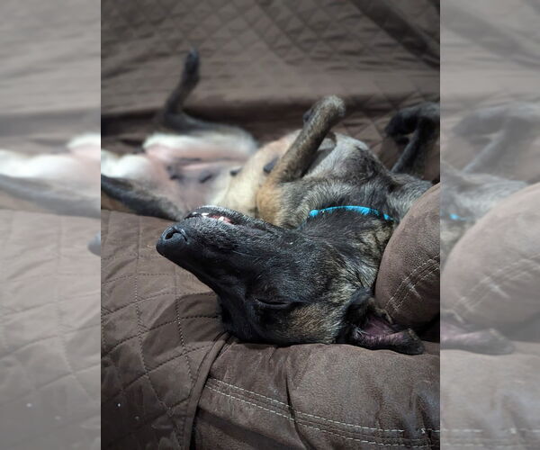 Medium Photo #15 Mutt Puppy For Sale in Stevens Point, WI, USA