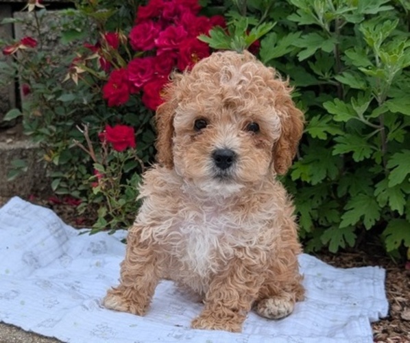 Medium Photo #6 Cock-A-Poo Puppy For Sale in GOSHEN, IN, USA