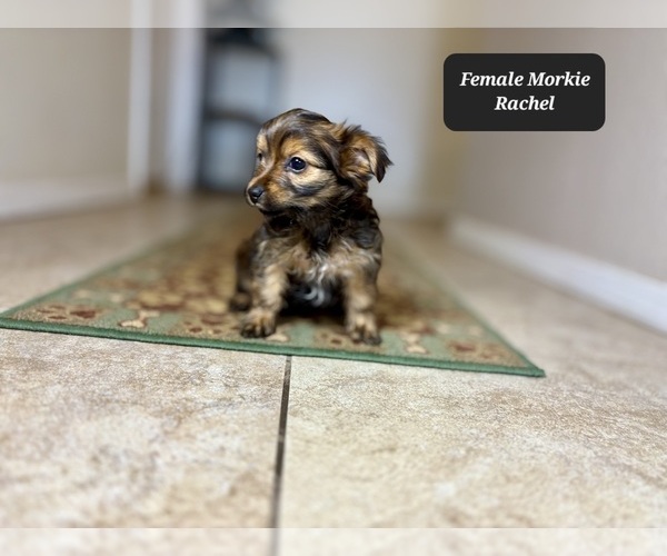 Medium Photo #2 Morkie Puppy For Sale in TUCSON, AZ, USA