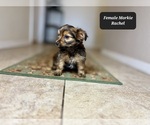 Small #1 Morkie