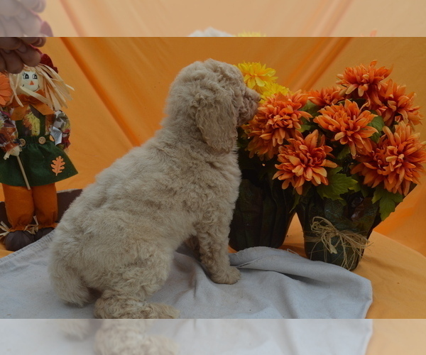 Medium Photo #6 Poodle (Standard) Puppy For Sale in COVINGTON, GA, USA