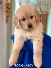 Golden Retriever Puppy for sale in MISSOURI CITY, TX, USA
