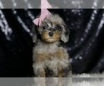Small #5 Poodle (Miniature)