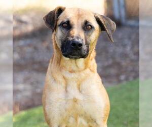German Shepherd Dog-Unknown Mix Dogs for adoption in Camarillo, CA, USA