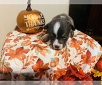 Small Photo #7 Pembroke Welsh Corgi Puppy For Sale in VANDALIA, MO, USA