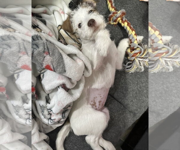 Medium Photo #3 Jack Russell Terrier-Unknown Mix Puppy For Sale in Rosenberg, TX, USA