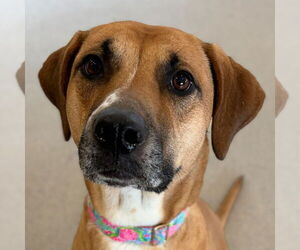 Mutt Dogs for adoption in Jefferson, WI, USA