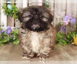 Shih Tzu Puppy for sale in MOUNT VERNON, OH, USA