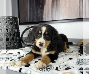 Bernese Mountain Dog Puppy for sale in FRANKLIN, IN, USA
