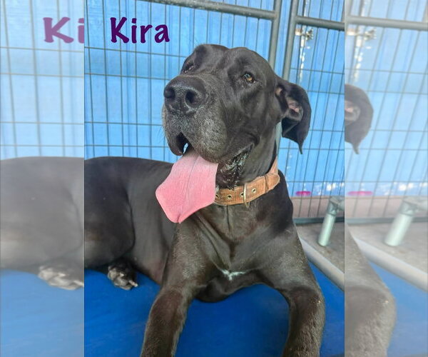 Medium Photo #2 Great Dane Puppy For Sale in Palm Beach, FL, USA