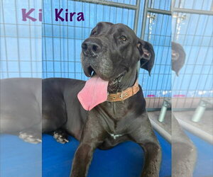 Kira - Female Great Dane Dog for Adoption - Photo #2