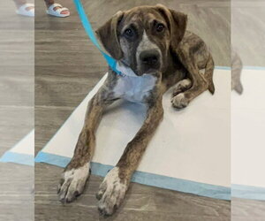 Mutt Dogs for adoption in Woodbury, NY, USA