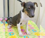 Small #3 Mutt