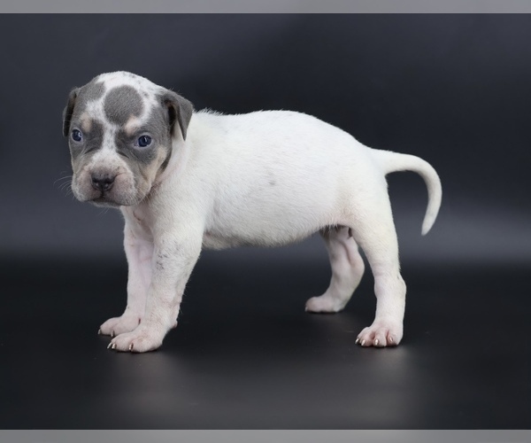 Medium Photo #2 American Bully Puppy For Sale in CHAMPAIGN, IL, USA