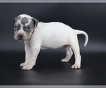Small #1 American Bully
