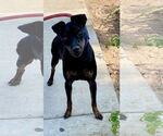 Small #1 Miniature Pinscher