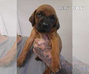 Redbone Coonhound Puppy for sale in RAINIER, OR, USA