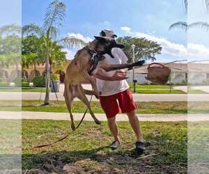 Cody - FL - Male Mutt Dog for Adoption - Photo #4