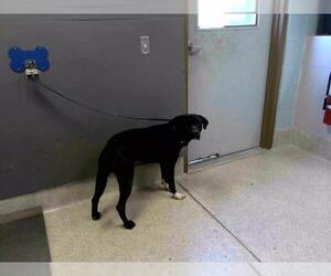 Labrador Retriever-Unknown Mix Dogs for adoption in Tallahassee, FL, USA