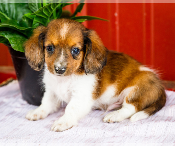 Medium Photo #51 Dachshund Puppy For Sale in WAKARUSA, IN, USA
