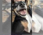 Small #3 Chiweenie
