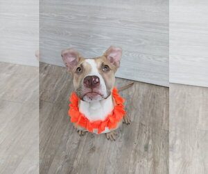 Marley - Male Mutt Dog for Adoption - Photo #22