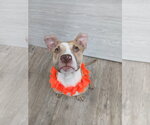 Small Photo #22 Mutt Puppy For Sale in Murfreesboro, NC, USA