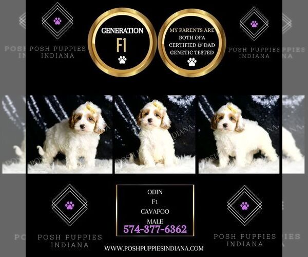 Medium Photo #4 Cavapoo Puppy For Sale in WARSAW, IN, USA