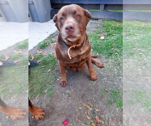 Labrador Retriever Dogs for adoption in SHIPSHEWANA, IN, USA