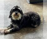 Small #3 Miniature Schnauzer Mix