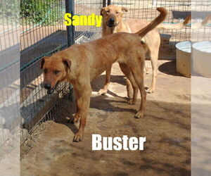 Buster - ** - Male Labrador Retriever-Unknown Mix Dog for Adoption - Photo #5