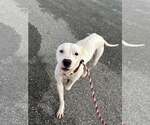 Small #5 American Pit Bull Terrier-Staffordshire Bull Terrier Mix