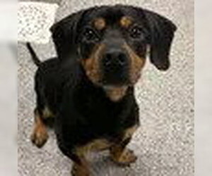 Black Mouth Cur-Dachshund Mix Dogs for adoption in Bristol, CT, USA