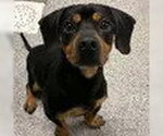 Small Black Mouth Cur-Dachshund Mix